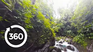 Through the Rainforest (360 Video)