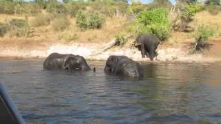 Chobe Full Day Safari tour with Shockwave Adventures