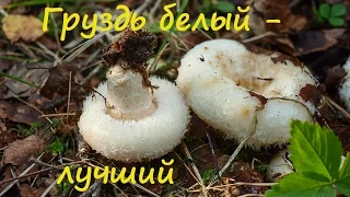 Белый груздь - лучший гриб для засола.