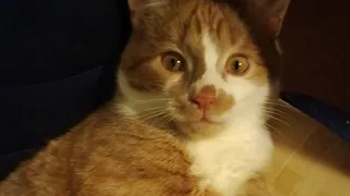 Shocked cat. Кот в шоке