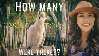 LIFE AT THE PARK RESERVE:“How Many Cockatoos Were There???” Vlog 32