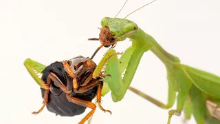 Praying Mantis Eating a Cockroach (Timelapse)