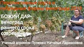 Виноград Божий дар- ранний срок созревания винограда (Пузенко Наталья Лариасовна)