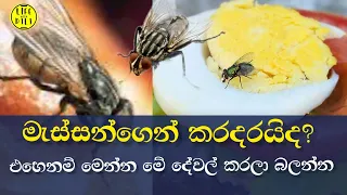 මැස්සෝ සදහටම ගෙදරින් එලවන්න ක්‍රම 5 ක් | How to Chased Away House Fly #easytips #lifewithdili