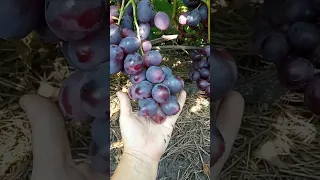 Сорт винограду  Еверест  (кореневласний) та  К - 81 ( в цьому році вперше стратив)