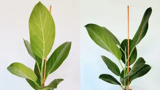 Ficus Benghalensis or Audrey or Banyan 02 Part 01 | Plant Vlog 323