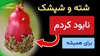 با این روش تمام شته ها و شپشکها را برای همیشه نابود کردم | خیلی آسان و طبیعی