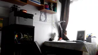 Котик играет со своим хвостом