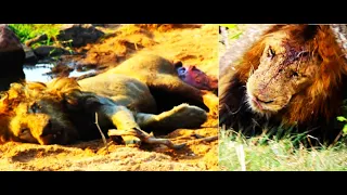 HUGE MALE LION COALITION DIED! Two dead lions, and the events after! Part 4! Kruger National Park!