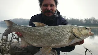 ALL FOR ONE BIG Winter ASP - ASP Fishing on Po River (last session for 2022)