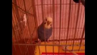 Попугай Кеша хочет есть