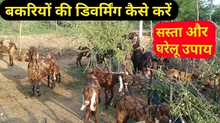 How to do natural deworming in goats|प्राकृतिक तरीके से पेट के कीड़े कैसे खत्म करे|bakri palan kaise