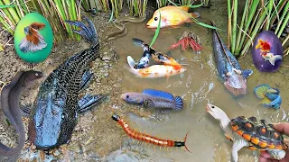 Colorful surprise eggs lobster snake cichlid betta fish turtle butterfly fish griffonshire