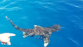 Во время погружения приплыла акула,Египет Красное море