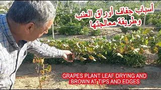 اسباب جفاف باوراق العنب وطريقة معالجتها GRAPES PLANT LEAF DRYING AND BROWN AT TIPS AND EDGES
