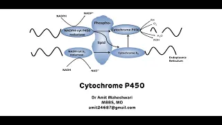 Cytochrome P450 || Cytochrome P450 for Xenobiotic Metabolism