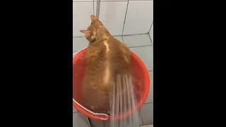 Cute is Not Enough   Funny Cats and Dogs Compilation #57