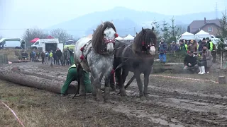 Kaštan a Bubo, piate miesto v ťažkom ťahu (Hričovské Podhradie 2020)