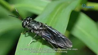 Black soldier fly production explained on ZOEM racks