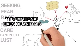 Do animals have emotions? An introduction to Panksepp | Animated Series Episode 8