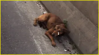 With Worrying eyes, Poor dog trembling on the highway begging for help