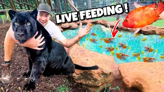 FEEDING BLACK JAGUAR LIVE COLORFUL FISH ! Do BIG CATS like FISH ?!