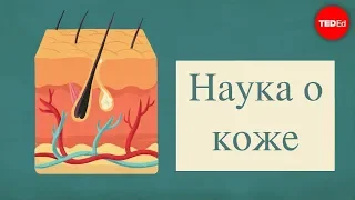 Наука о коже - Emma Bryce (TED-Ed на русском)