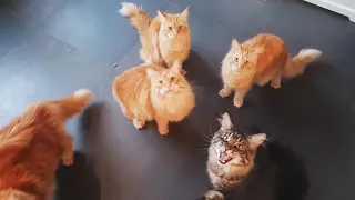 Maine coon cats meowing loud for food♡