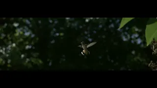 Aggressive Hummingbird in super slow motion | Freefly Ember test Footage | 1,011 fps 5K