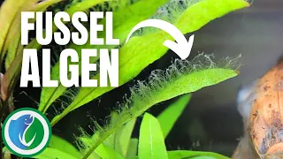 Fussel- und Pelzalgen im Aquarium entfernen - Aquaristik Kosmos