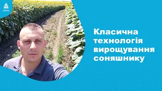 #Агроподорож ADAMA. Класична технологія вирощування соняшнику.