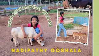 Mini cow playing with me | Nadipathy Goshala |  #miniature #trending #nadipathygoshala  #youtube