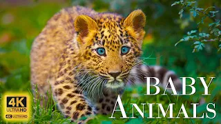 Wild Babies 4K - Increíble mundo de los animales jóvenes Película de relajación escénica