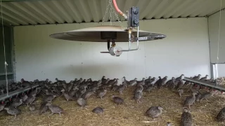 Brooder Huts Demo