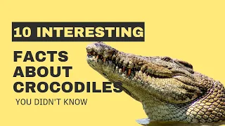 10 Interesting Facts About Crocodiles You Didn't Know