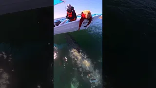 Brutal avistamiento de ballenas en Baja California sur, México 🤩🐋 #puertochale #ballenas