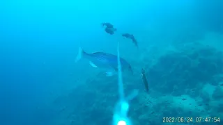 Dentex, bluefish, trolling with squid - compilation