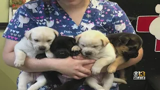 Mom, 9 Puppies Found Abandoned In Allegany County