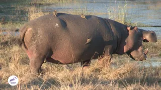 Symbiotic Spectacle: Mutual Marvels of Hippos and Oxpecker Birds in Nature's Dance