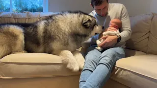 Giant Husky Meets Newborn Baby For The First Time!! (Cutest Ever!!)