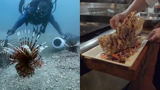 How Eating Venomous Lionfish Helps the Environment | National Geographic