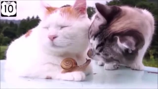 Смешные видео про кошек, приколы про котов, Смешные Котята cats funny