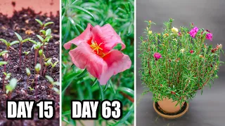 Moss Rose Plant Growing Time Lapse - Seed to Flower