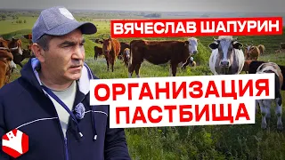 Организация пастбища | Мясное животноводство