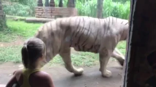 Белый тигр альбинос в зоопарке на Бали