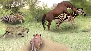 Poor Wild Horse! Leopard And Lion King Pounce Wild Horse InTheir Territory And What Happen Next?