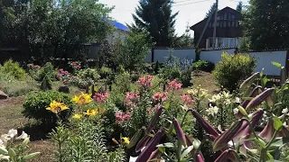 Новинки лилий 2022 года в нашем саду.