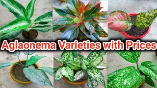 Aglaonema Varieties with Prices || Collection of My Aglaonema Plants || Pooja's Garden