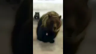 Dude messed with the wrong bear 🥶