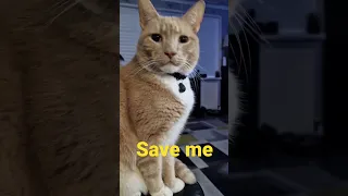 press 3 buttons to save me ! ❤️ 💙 💜 💖 #cats #pets #fire #saveme